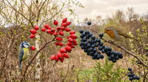 zjistěte, proč ptáci v březnu potřebují dvě specifické druhy ovoce, přestože je často sklízíme předčasně. naučte se, jak jim správně pomoci.